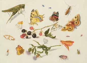 Studie von Insekten, Blumen und Früchten, 17. Jahrhundert